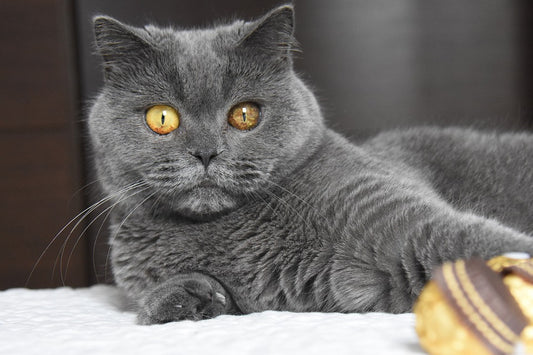Consejos para cuidar a un gato British Shorthair