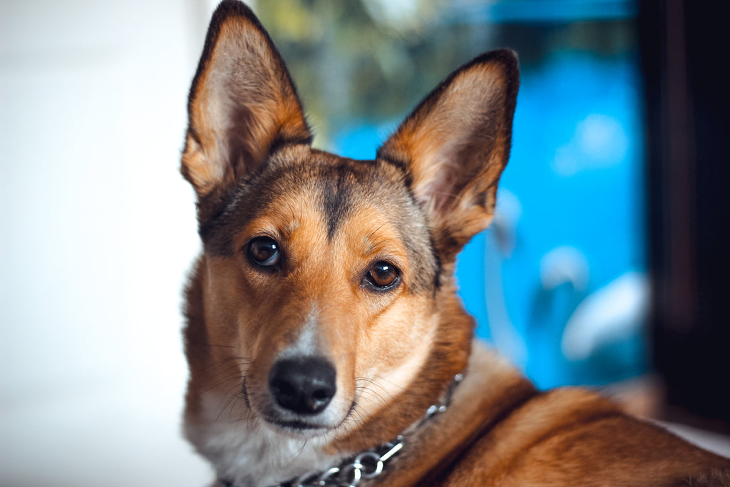 ¿Por qué respira de manera extraña mi perro?