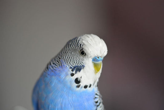 Clamidiosis, micosis y otras enfermedades de los pájaros