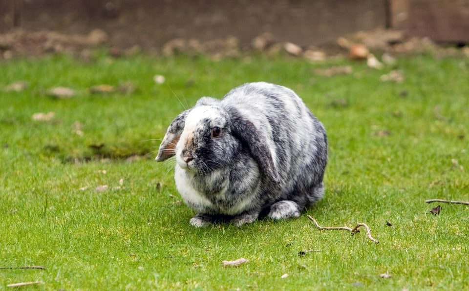 ¿Por qué los conejos tienen las orejas caídas?