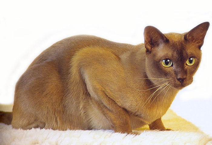 Consejos para cuidar a un gato Burmés