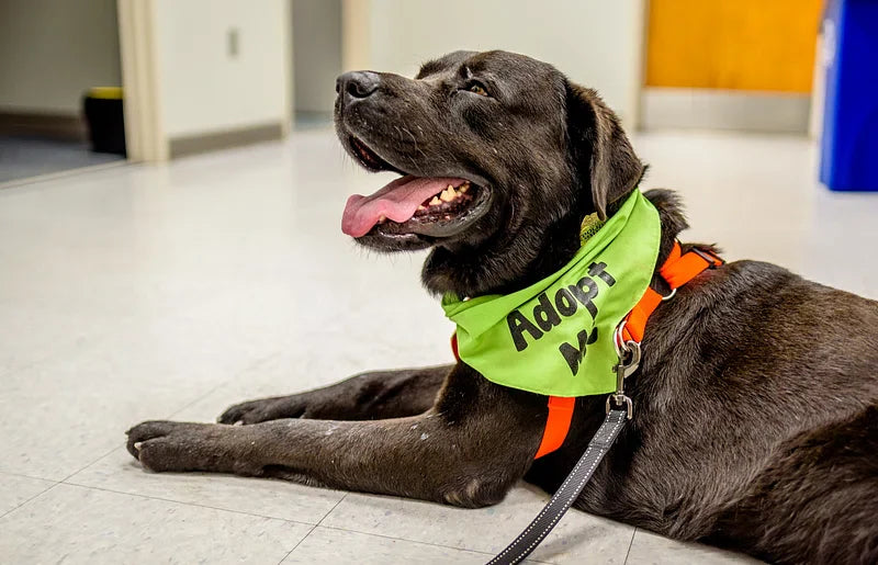 10 Atenciones Veterinarias Esenciales al Adoptar un Perro por Primera Vez