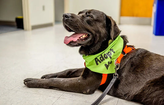 10 Atenciones Veterinarias Esenciales al Adoptar un Perro por Primera Vez