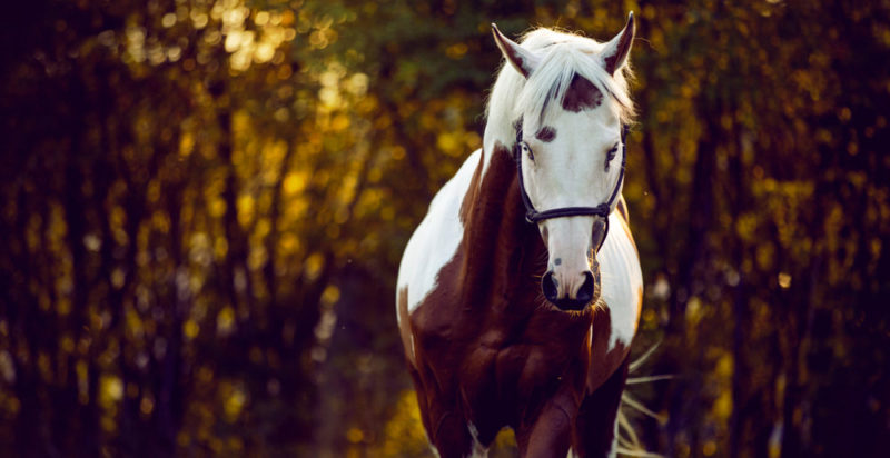 Combatiendo a las moscas en los ambientes con caballos