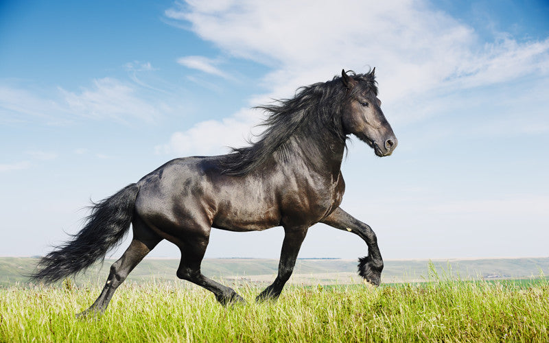 Cómo funciona y para qué sirve el linimento para caballo