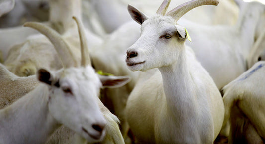Combatir la ectoparasitosis en el ganado caprino en el entorno mexicano