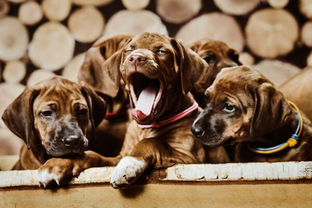 Momentos vitales para el crecimiento de las mascotas.- el nacimiento
