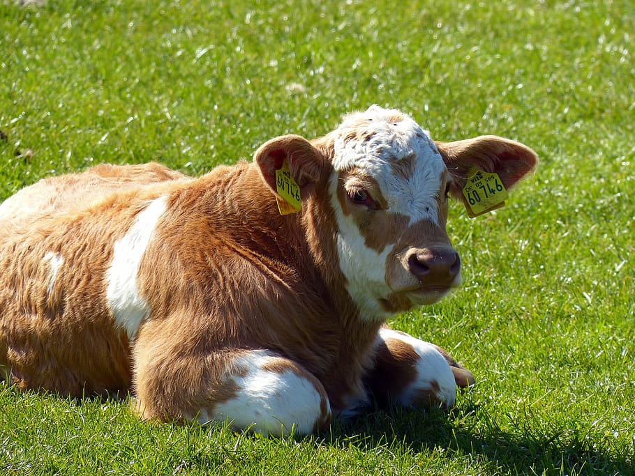 Cría de animales y medicina veterinaria