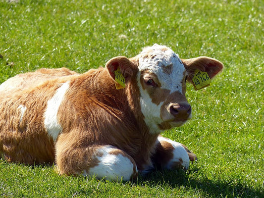 Cría de animales y medicina veterinaria