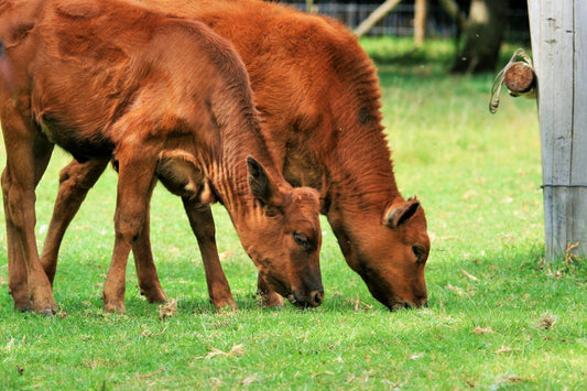 Combatir la diarrea neonatal en los terneros: un enfoque veterinario integral