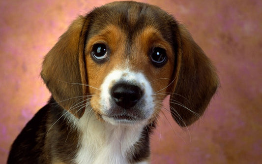 Vacunación y salud canina