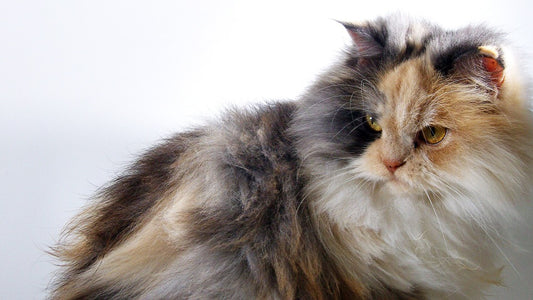 Consejos para cuidar a un gato de angora