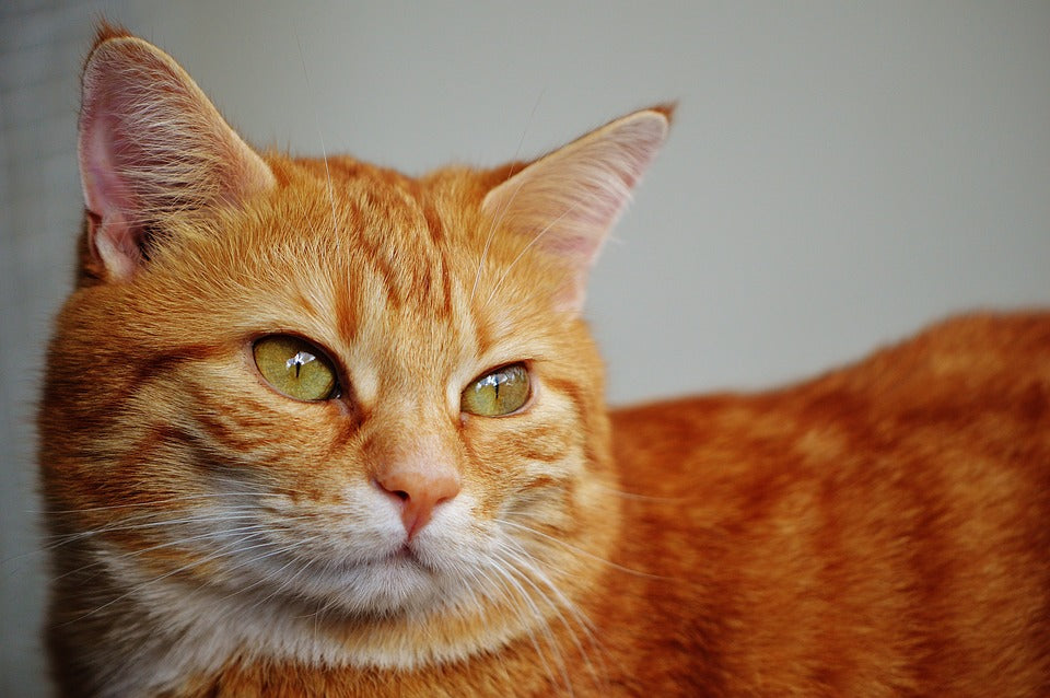 Conoce el lenguaje corporal de tu gato