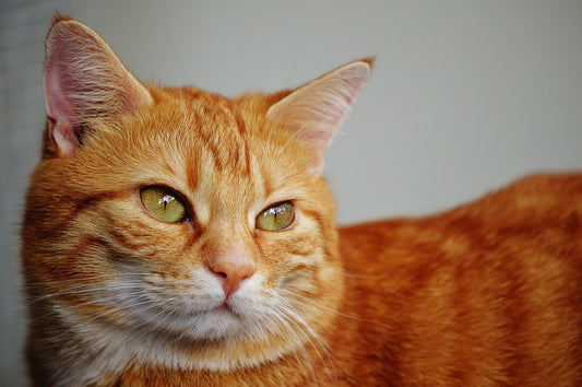 Conoce el lenguaje corporal de tu gato