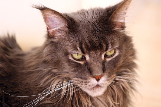 Consejos para cuidar un gato Maine Coon