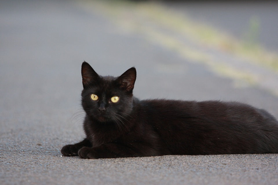 Consejos y recomendaciones para cuidar al Gato Bombay