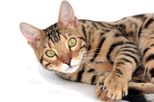 Consejos para cuidar a un gato de Bengala