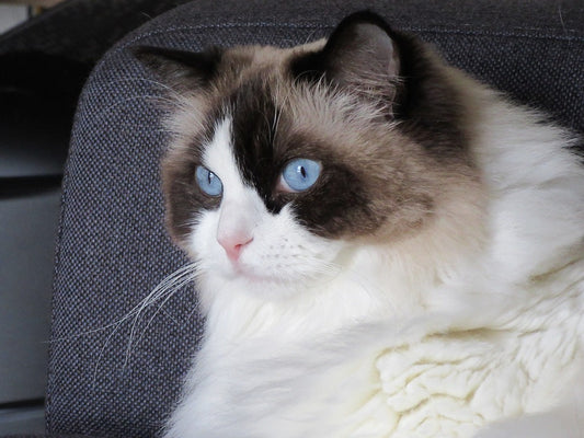 Consejos para cuidar a un gato Ragdoll