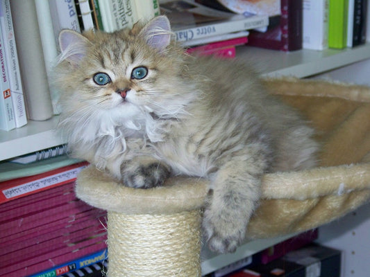 Tener un gato persa en casa, consejos y recomendaciones