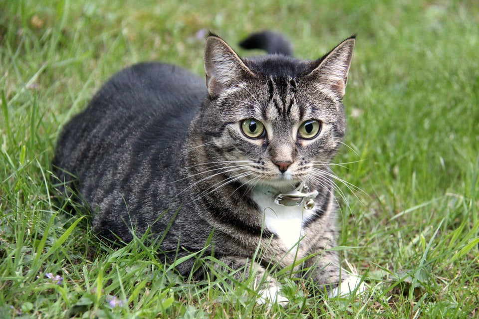 Importancia de pesar a nuestro gato con regularidad