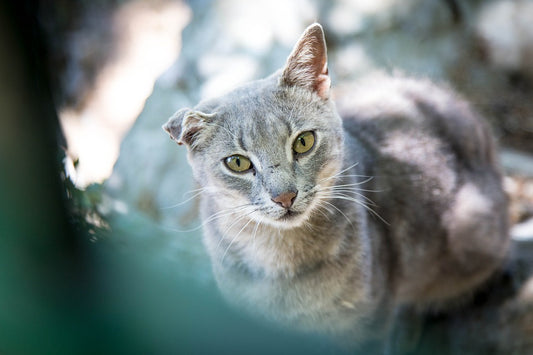 Cosas que debes tomar en cuenta antes de adoptar un perro o un gato