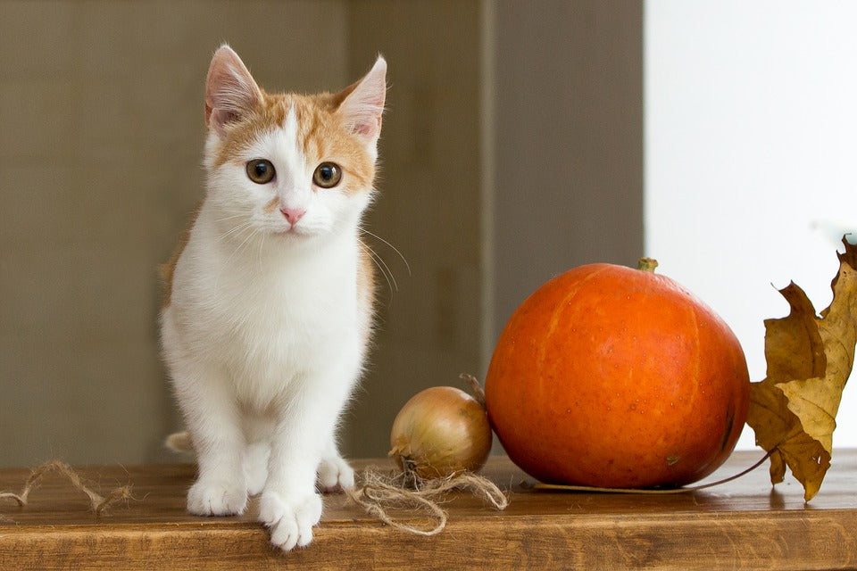 Recomendaciones de higiene y salud para tu gato