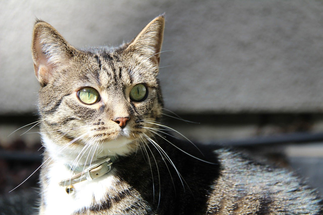 Importancia de la limpieza e higiene del gato