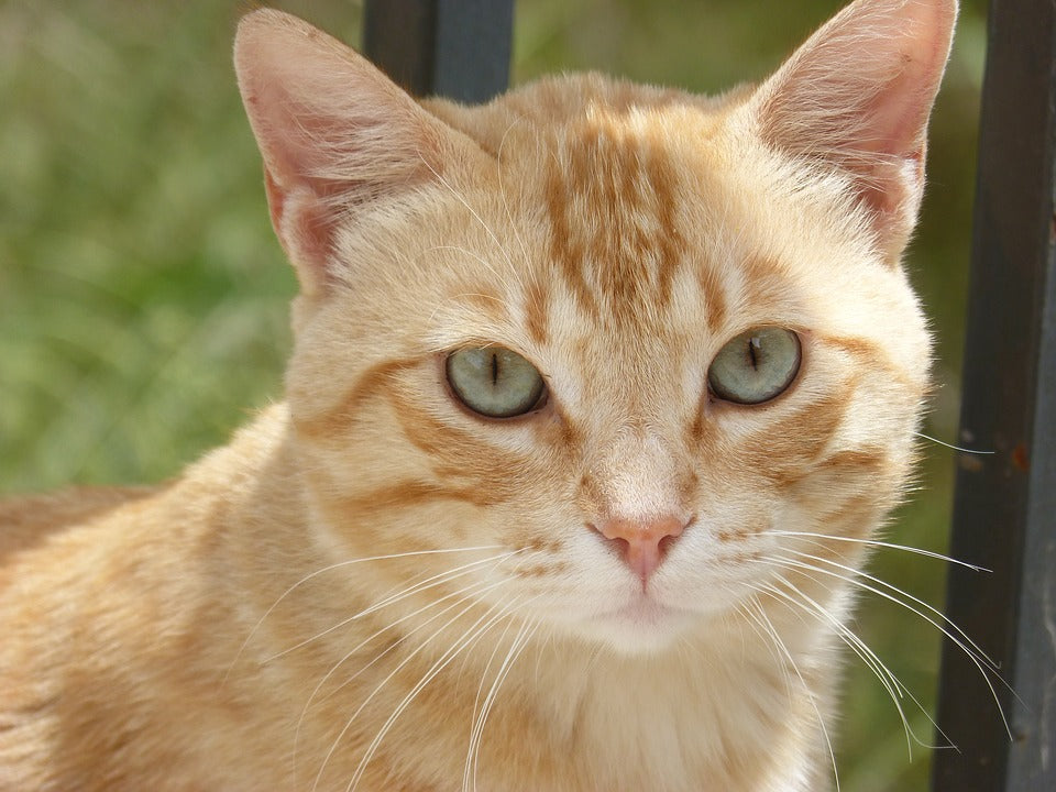 Los gatos y la ansiedad, cómo afrontar este problema de las mascotas