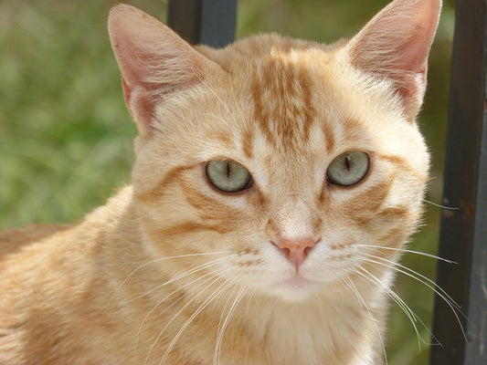 Los gatos y la ansiedad, cómo afrontar este problema de las mascotas