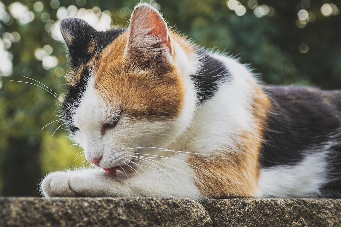 Enfermedades más frecuentes en las orejas del gato