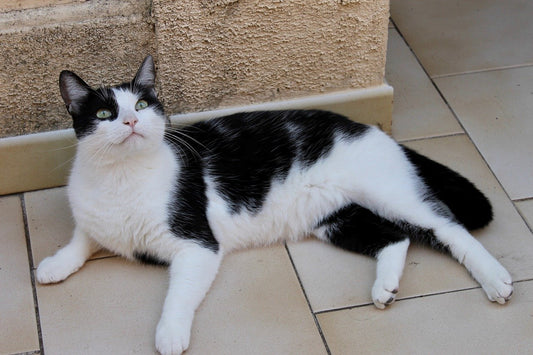 El problema de las verrugas en los gatos