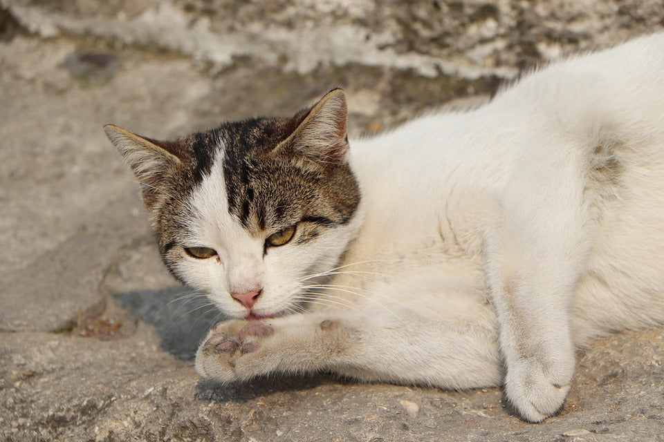 Recomendaciones para tener en casa animales de compañía