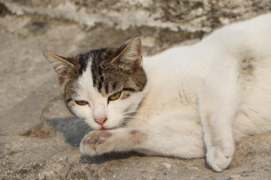 Cómo curar las infestaciones de lombrices en los gatos
