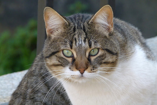 Cómo cuidar a los gatos ancianos en casa y ofrecerles una buena calidad de vida