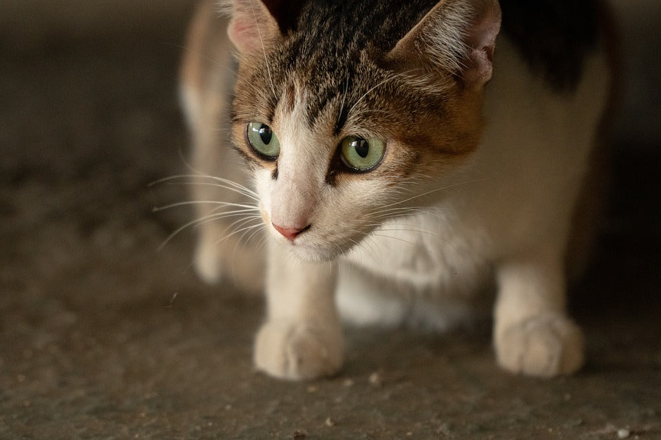 Los problemas digestivos en los gatos