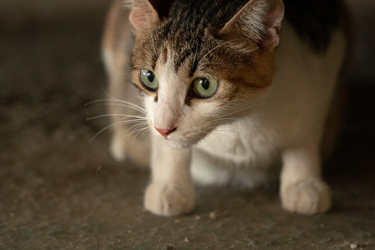 Los problemas digestivos en los gatos