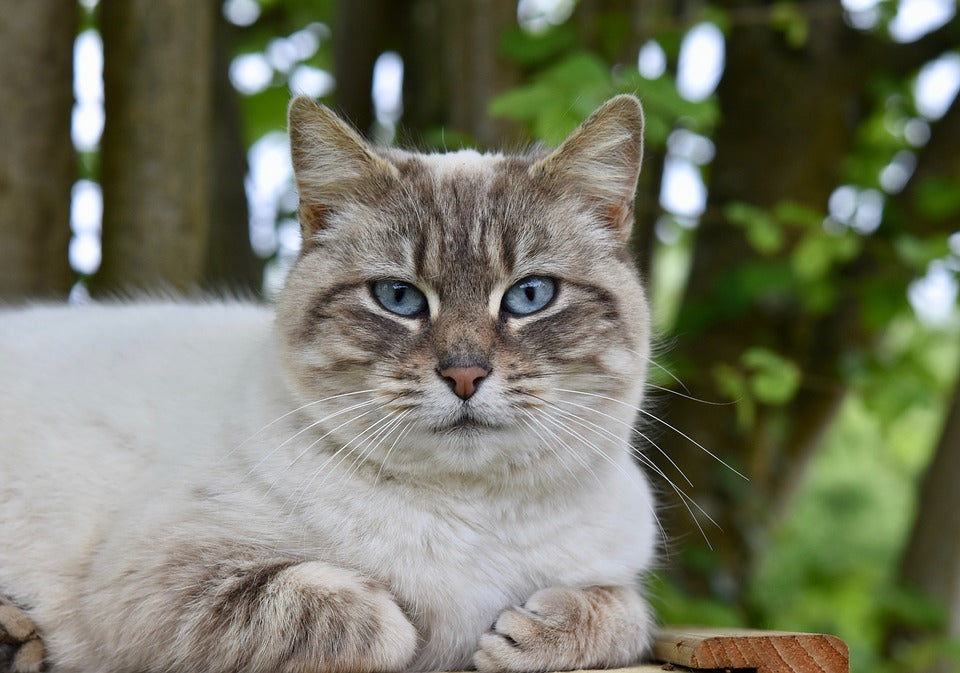 Animales de compañía, consejos y recomendaciones para su correcto cuidado
