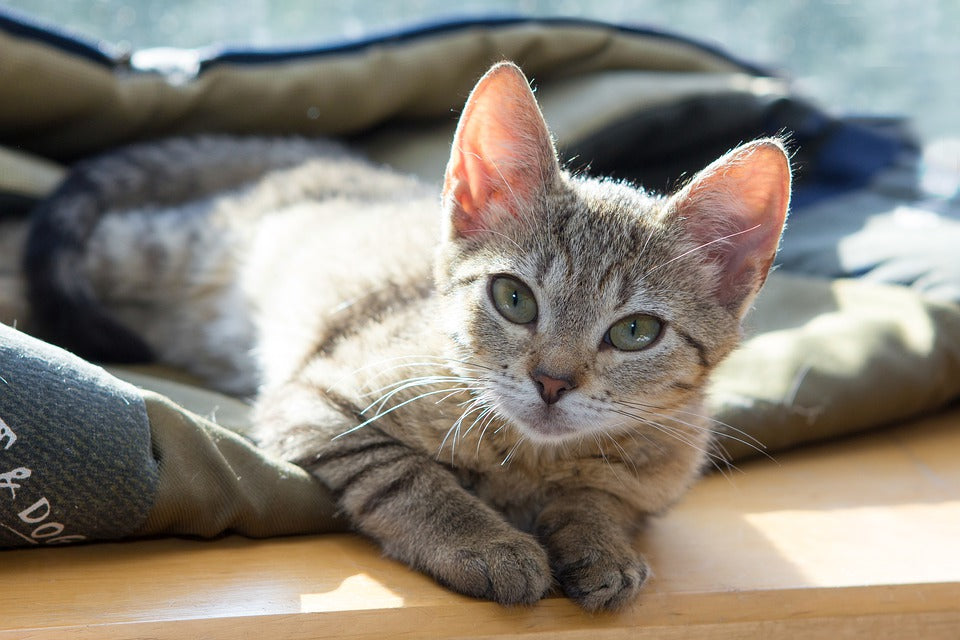 Antibióticos para gatos, sí o no