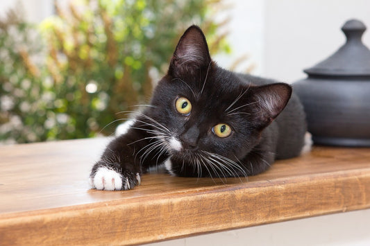 El problema del estrés en los gatos