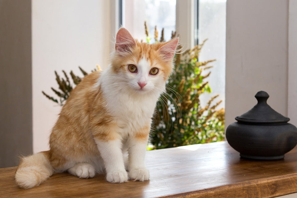 Los gatos y el coronavirus Covid 19