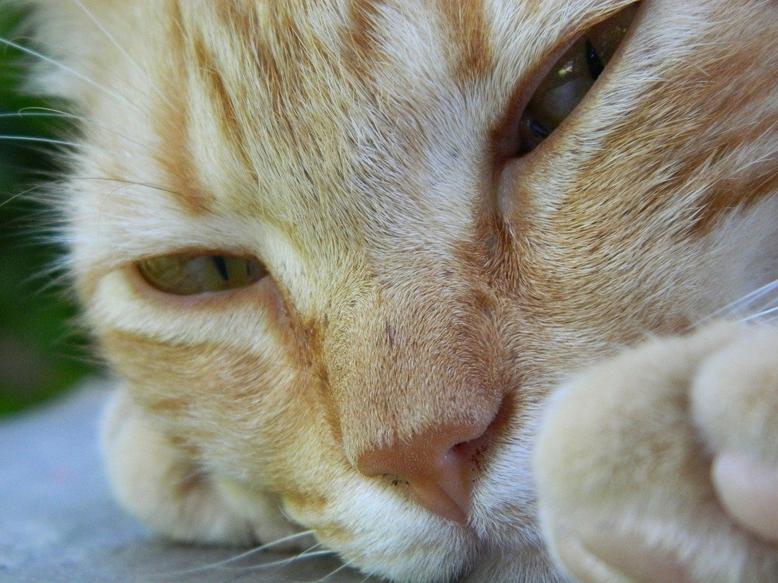 ¿Por qué jadea mucho mi gato?
