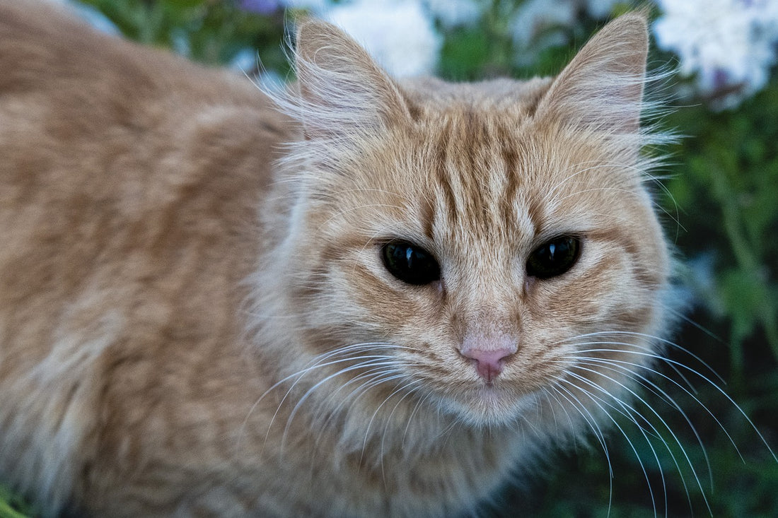 Higiene y limpieza para el cuidado de los gatos
