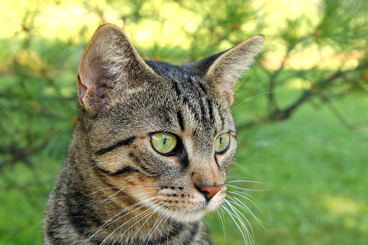 Por qué mi gato tiene hinchada la nariz