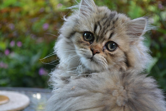 Consejos para cuidar a un gato persa