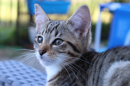 Cómo cuidar a los gatos bebés