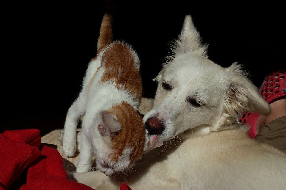 Esterilización de las mascotas, qué debo saber