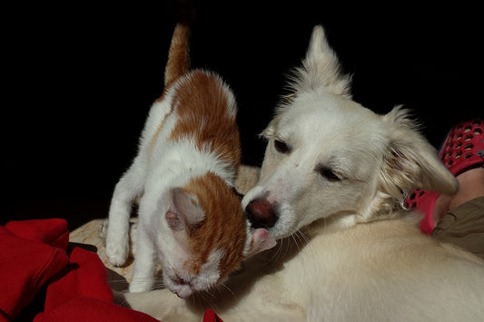 Esterilización de las mascotas, qué debo saber