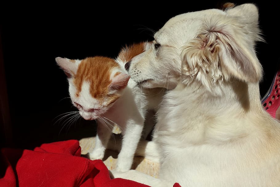 Cómo cuidar de mascotas de especies diferentes en una misma casa