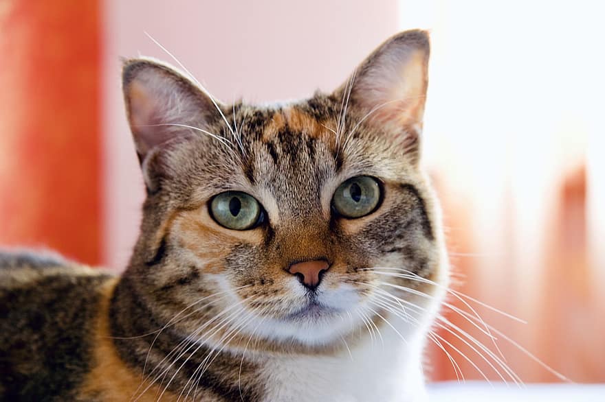 El temor de los gatos al agua ¿Por qué y cómo afrontarlo?