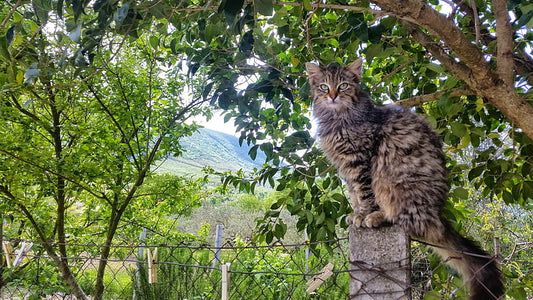 Cómo viajar de manera segura con nuestra mascota